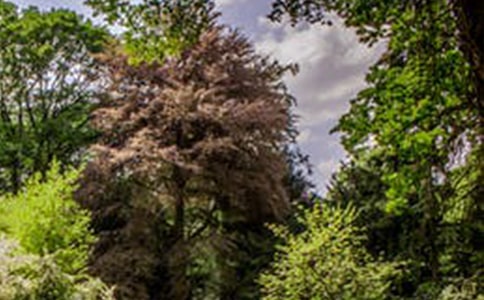 【实用】四年级风景作文300字集锦五篇