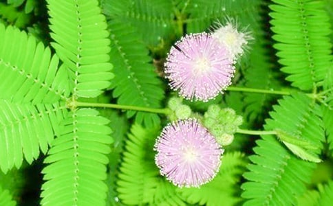 含羞草四年级观察作文锦集五篇