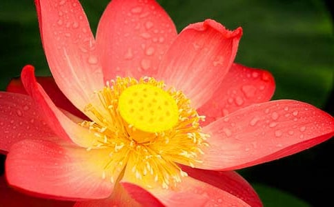 关于描写荷花的四年级作文集锦5篇