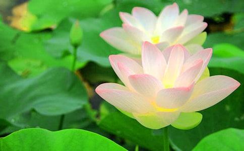 荷花四年级作文300字