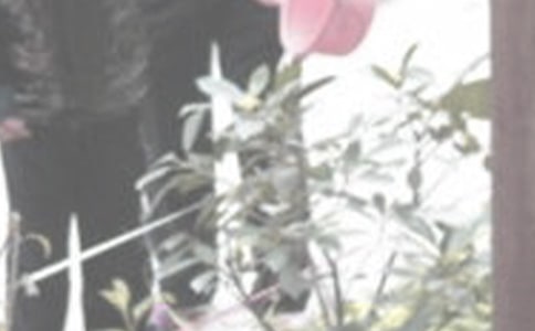 浇花四年级作文