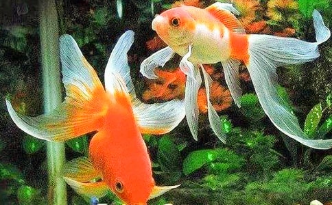 四年级金鱼作文集锦6篇