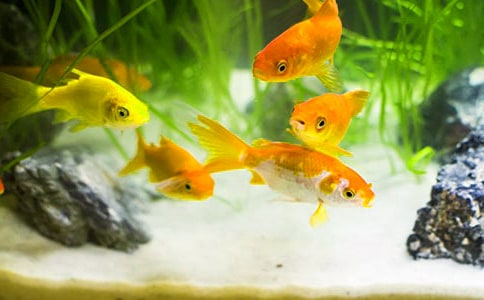 精选四年级金鱼作文集锦10篇