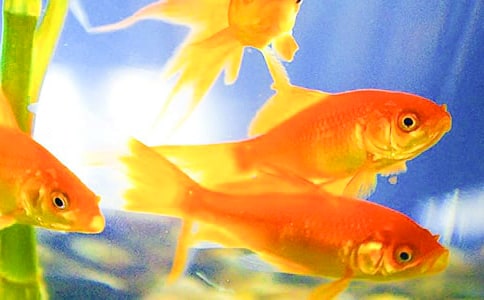 关于四年级金鱼作文锦集6篇