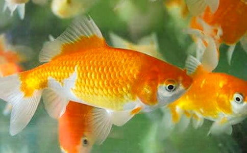 【推荐】四年级金鱼作文300字汇编8篇