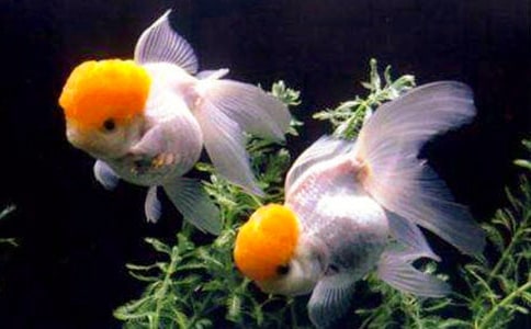 关于四年级金鱼作文300字锦集8篇