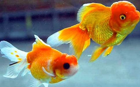 【精华】四年级金鱼作文300字锦集7篇