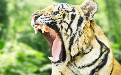 两只老虎作文四年级