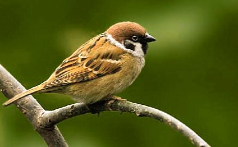 四年级小麻雀作文合集十篇