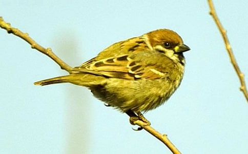 四年级小麻雀作文300字4篇