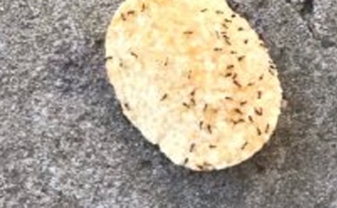 【必备】蚂蚁四年级作文300字6篇