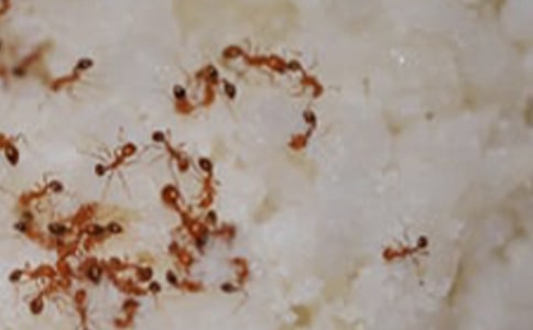 【热门】蚂蚁四年级作文汇编10篇