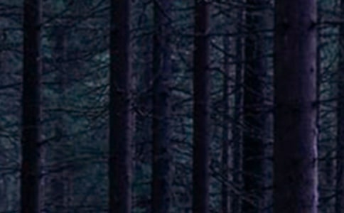 四年级美丽的森林作文4篇