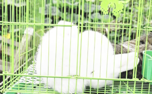 可爱的小兔子四年级作文