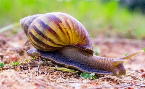 蜗牛四年级作文7篇