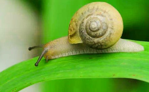 关于蜗牛四年级作文锦集五篇