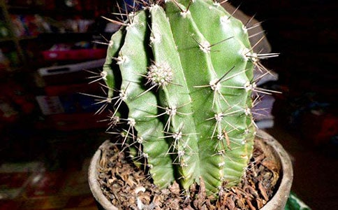 四年级写仙人掌的作文