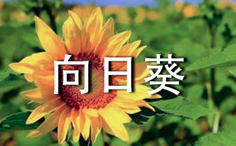 向日葵四年级作文(实用5篇)