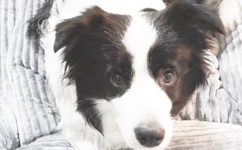 四年级描写小狗的作文