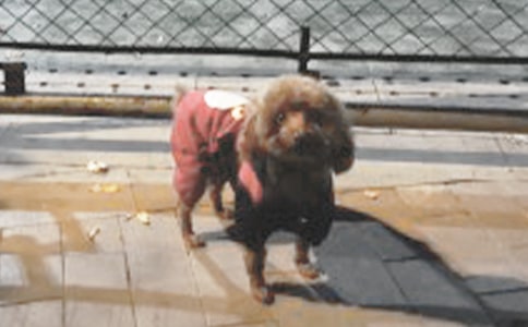 有关小狗四年级的作文合集五篇