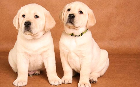 四年级作文：我的动物朋友小狗