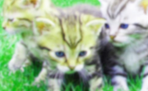 (热门)小猫作文四年级15篇