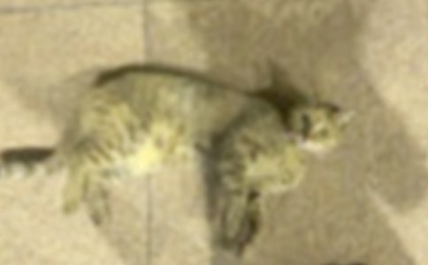 关于可爱的小猫四年级作文集合9篇