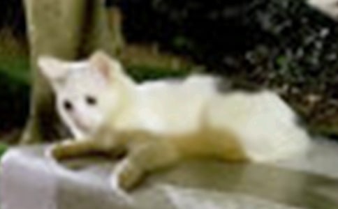 可爱的小猫咪咪四年级作文