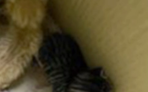 可爱的小猫四年级作文(15篇)