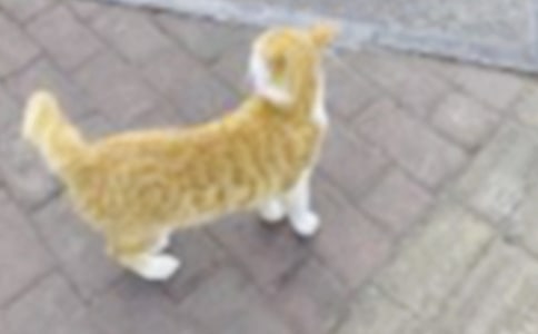 关于可爱的小猫四年级作文集锦五篇