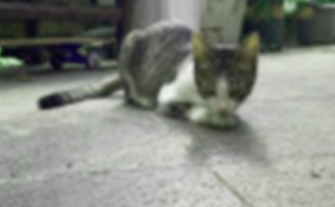 有关可爱的小猫四年级作文集锦9篇