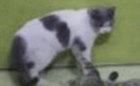 可爱的小猫四年级作文范文