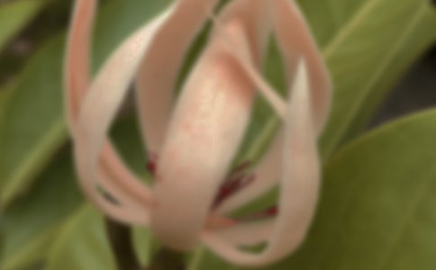 关于玉兰花四年级作文集锦8篇