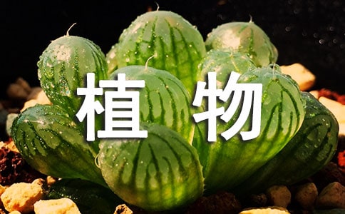 四年级写植物的作文汇总7篇