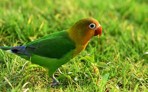 我家的鹦鹉_四年级状物作文