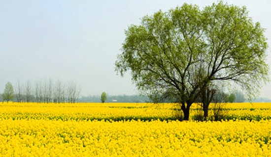 (热)四年级春游的作文